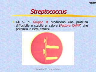 Streptococcus Gli S. di  Gruppo B  producono una proteina diffusibile e stabile al calore ( Fattore CAMP ) che potenzia la Beta-emolisi 
