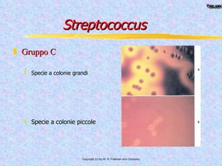 Streptococcus Gruppo C Specie a colonie grandi Specie a colonie piccole 