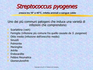 Streptococcus pyogenes   cresce  tra 10° e 45°C, infetta animali a sangue caldo Uno dei più communi patogeni che induce una varietà di infezioni che comprendono: Scarlattina (rash) Faringite (infezione più comune fra quelle causate da  S. pyogenes ) Otite media (infezione dell’orecchio medio) Sinusiti Polmonite Meningitie Artrite Endocardite Febbre Reumatica Glomerulonefriti 