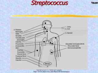 Streptococcus http://www.bact.wisc.edu/Bact330/lecturespyo 