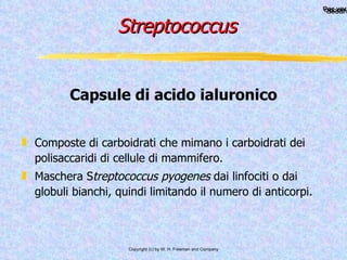   Streptococcus Composte di carboidrati che mimano i carboidrati dei polisaccaridi di cellule di mammifero. Maschera S treptococcus pyogenes  dai linfociti o dai globuli bianchi, quindi limitando il numero di anticorpi. Capsule di acido ialuronico 