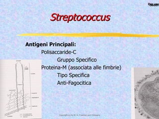 Streptococcus Antigeni Principali: Polisaccaride-C Gruppo Specifico Proteina-M (associata alle fimbrie) Tipo Specifica Anti-Fagocitica 