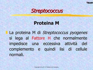 Streptococcus La proteina M di  Streptococcus pyogenes  si lega al  Fattore H  che normalmente impedisce una eccessiva attività del complemento e quindi lisi di cellule normali. Proteina M 