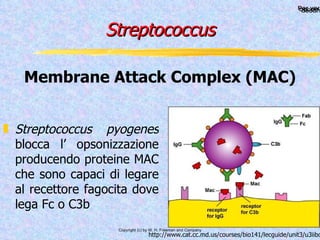Streptococcus Streptococcus pyogenes  blocca l’ opsonizzazione producendo proteine MAC che sono capaci di legare al recettore fagocita dove lega Fc o C3b http://www.cat.cc.md.us/courses/bio141/lecguide/unit3/u3iibc.html Membrane Attack Complex (MAC) 