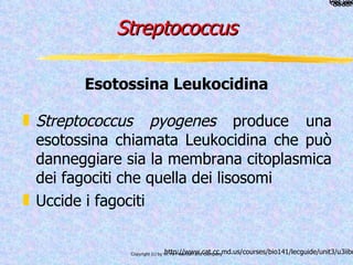 Streptococcus Streptococcus pyogenes  produce una esotossina chiamata Leukocidina che può danneggiare sia la membrana citoplasmica dei fagociti che quella dei lisosomi Uccide i fagociti http://www.cat.cc.md.us/courses/bio141/lecguide/unit3/u3iibc.html Esotossina Leukocidina 