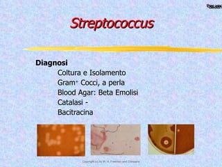 Streptococcus Diagnosi Coltura e Isolamento Gram +  Cocci, a perla Blood Agar: Beta Emolisi Catalasi - Bacitracina 