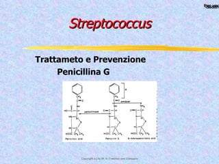 Streptococcus Trattameto e Prevenzione Penicillina G 