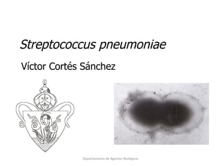 4.  Streptococcus pneumoniae