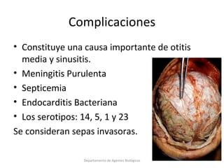 4.  Streptococcus pneumoniae