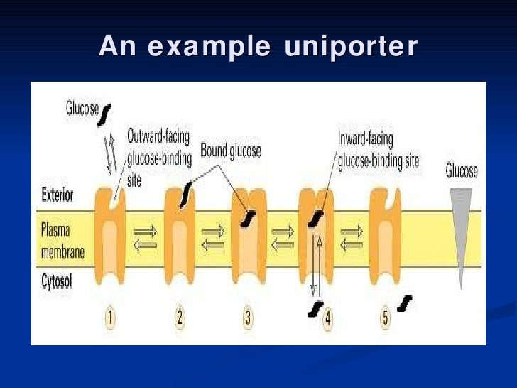 4. suppl. membrane transport 2