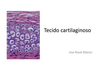 Tecido cartilaginoso Ana Paula Ribeiro 