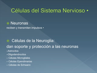  Neuronas
reciben y transmiten impulsos •
 Células de la Neuroglia:
dan soporte y protección a las neuronas
–Astrocitos
–Oligodendrocitos
– Células Microgliales
– Células Ependimarias
– Células de Schwann
 