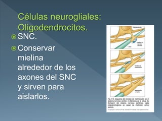  SNC.
 Conservar
mielina
alrededor de los
axones del SNC
y sirven para
aislarlos.
 