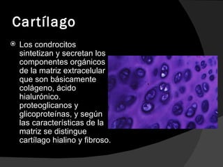 Cartílago Los condrocitos sintetizan y secretan los componentes orgánicos de la matriz extracelular que son básicamente colágeno, ácido hialurónico. proteoglicanos y glicoproteínas, y según las características de la matriz se distingue cartílago hialino y fibroso. 