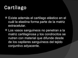 Cartílago Existe además el cartilago elástico en el cuál la elastina forma parte de la matriz extracelular. Los vasos sanguíneos no penetran a la matriz cartilaginosa y los condrocitos se nutren con material que difunde desde de los capilares sanguíneos del tejido conjuntivo adyacente. 