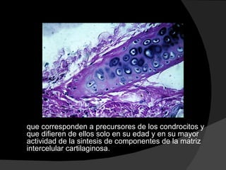 que corresponden a precursores de los condrocitos y que difieren de ellos solo en su edad y en su mayor actividad de la sintesis de componentes de la matriz intercelular cartilaginosa. 
