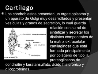 Cartílago Los condroblastos presentan un ergastoplasma y un aparato de Golgi muy desarrollados y presentan vesículas y granos de secreción, lo cuál guarda  relación con su rol de  sintetizar y secretar los  distintos componentes de  la matriz extracelular  cartilaginosa  que está  formada principalmente  por colágeno de tipo II,  proteoglicanos de condroitin y keratansulfato, ácido hialurónico y glicoproteínas 