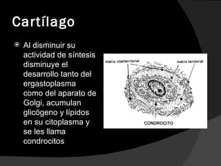 Cartílago Al disminuir su actividad de síntesis disminuye el desarrollo tanto del ergastoplasma como del aparato de Golgi, acumulan glicógeno y lípidos en su citoplasma y se les llama condrocitos  