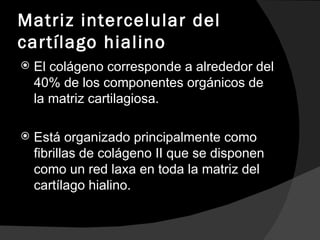 Matriz intercelular del cartílago hialino El colágeno corresponde a alrededor del 40% de los componentes orgánicos de la matriz cartilagiosa.  Está organizado principalmente como fibrillas de colágeno II que se disponen como un red laxa en toda la matriz del cartílago hialino. 