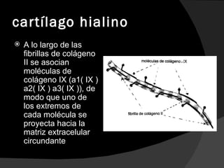 cartílago hialino A lo largo de las fibrillas de colágeno II se asocian moléculas de colágeno IX (a1( IX ) a2( IX ) a3( IX )), de modo que uno de los extremos de cada molécula se proyecta hacia la matriz extracelular circundante  