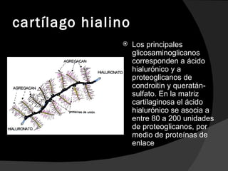 cartílago hialino Los principales glicosaminoglicanos corresponden a ácido hialurónico y a proteoglicanos de condroitin y queratán-sulfato. En la matriz cartilaginosa el ácido hialurónico se asocia a entre 80 a 200 unidades de proteoglicanos, por medio de proteínas de enlace 