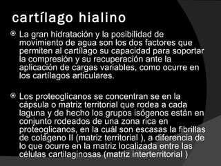 cartílago hialino La gran hidratación y la posibilidad de movimiento de agua son los dos factores que permiten al cartílago su capacidad para soportar la compresión y su recuperación ante la aplicación de cargas variables, como ocurre en los cartílagos articulares. Los proteoglicanos se concentran se en la cápsula o matriz territorial que rodea a cada laguna y de hecho los grupos isógenos están en conjunto rodeados de una zona rica en proteoglicanos, en la cuál son escasas la fibrillas de colágeno II (matriz territorial ), a diferencia de lo que ocurre en la matriz localizada entre las células cartilaginosas (matriz interterritorial ) 