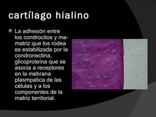 cartílago hialino La adhesión entre los condrocitos y ma- matriz que los rodea es estabilizada por la condronectina, glicoproteína que se asocia a receptores en la mebrana plasmpatica de las células y a los componentes de la matriz territorial. 