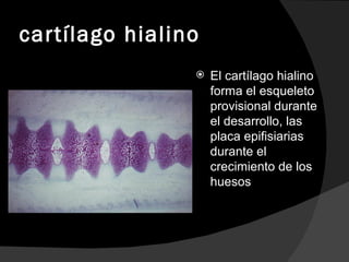 cartílago hialino El cartílago hialino forma el esqueleto provisional durante el desarrollo, las placa epifisiarias durante el crecimiento de los huesos  