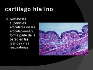 cartílago hialino Reviste las superficies articulares en las articulaciones y forma parte de la pared en las grandes vías respiratorias. 