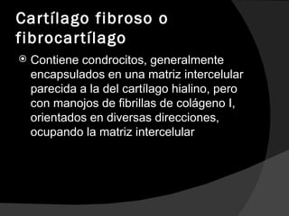 Cartílago fibroso o fibrocartílago Contiene condrocitos, generalmente encapsulados en una matriz intercelular parecida a la del cartílago hialino, pero con manojos de fibrillas de colágeno I, orientados en diversas direcciones, ocupando la matriz intercelular 