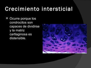 Crecimiento intersticial Ocurre porque los condrocitos son capaces de dividirse y la matriz cartlaginosa es distensible. 