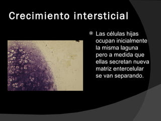 Crecimiento intersticial Las células hijas ocupan inicialmente la misma laguna pero a medida que ellas secretan nueva matriz entercelular se van separando.  