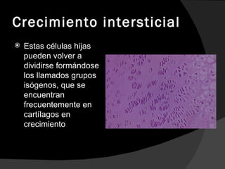 Crecimiento intersticial Estas células hijas pueden volver a dividirse formándose los llamados grupos isógenos, que se encuentran frecuentemente en cartílagos en crecimiento 