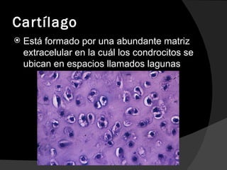 Cartílago Está formado por una abundante matriz extracelular en la cuál los condrocitos se ubican en espacios llamados lagunas 