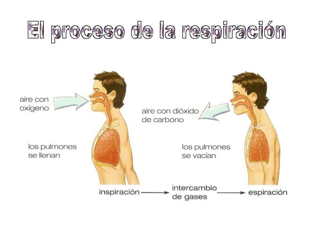 4º tema 2- el aparato respiratorio
