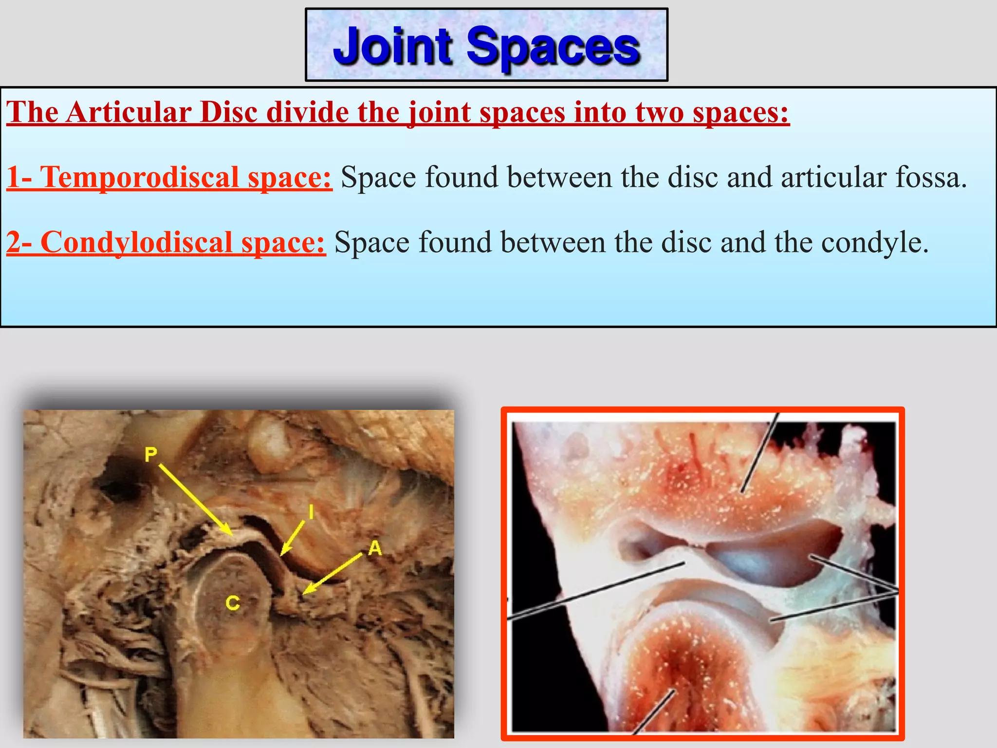 Temporomandibular joint dr sherif hassan oral biology Azhar Univ. and ...