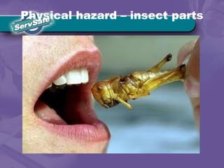 Physical hazard – insect parts
 