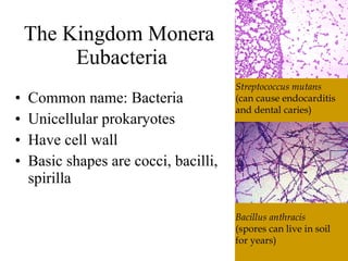The6 Kingdoms.ClassificationNotes#4