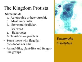 The6 Kingdoms.ClassificationNotes#4