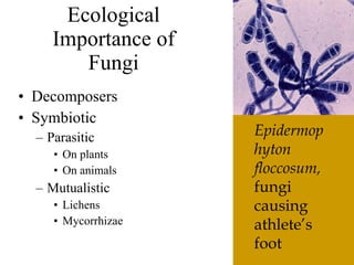 The6 Kingdoms.ClassificationNotes#4