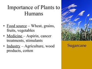 The6 Kingdoms.ClassificationNotes#4