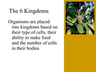 The6 Kingdoms.ClassificationNotes#4