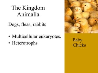 The6 Kingdoms.ClassificationNotes#4