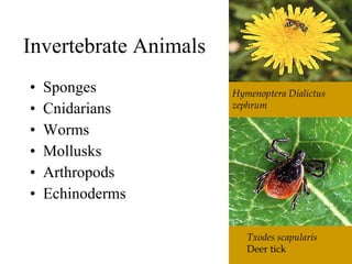The6 Kingdoms.ClassificationNotes#4