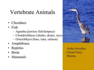 The6 Kingdoms.ClassificationNotes#4