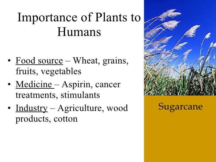 The6 Kingdoms.ClassificationNotes4