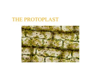THE PROTOPLAST
 