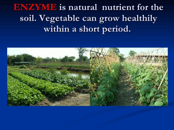 4. The Role Of Enzyme In Agriculture