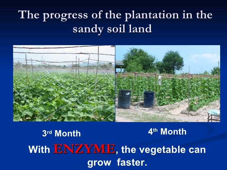 4. The Role Of Enzyme In Agriculture
