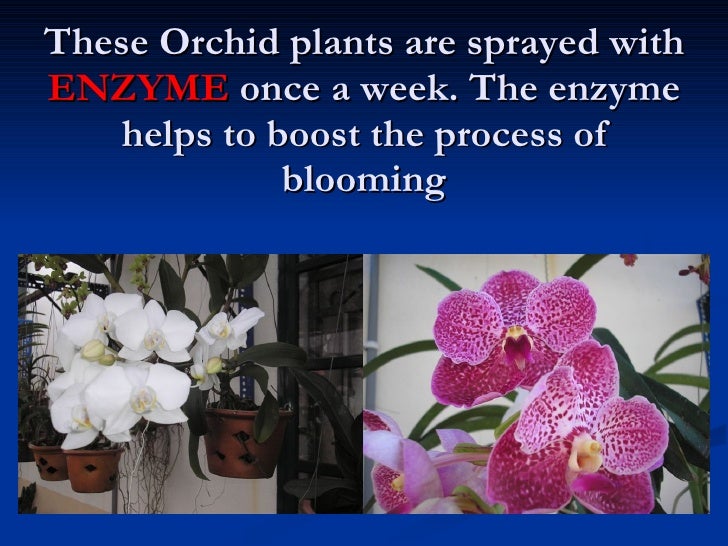 4. The Role Of Enzyme In Agriculture